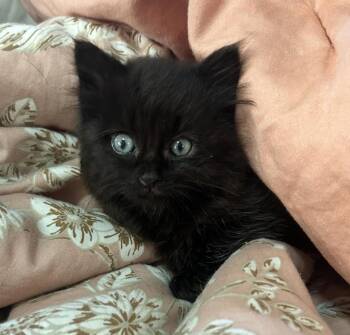 Domestic Medium Hair and Bombay Cats Available for Adoption in New York, New York - Lint  | PetCurious
