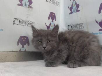Domestic Long Hair Cats Available for Adoption in Orlando, Florida - ASH SCRATCH 