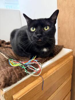 Domestic Short Hair Cats Available for Adoption - Georgie (f), Willow Grove PA, (FCID 10/03/25-104) | PetCurious