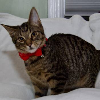 Rescue Domestic Short Hair Cats for Adoption in East Amherst, New York - Raphael | PetCurious