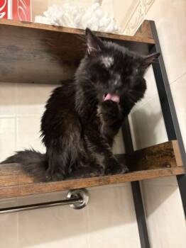 Cumin -  Domestic Short Hair Cat for Adoption - Cumin | PetCurious