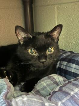 Domestic Short Hair Cats Available for Adoption - Princess | PetCurious