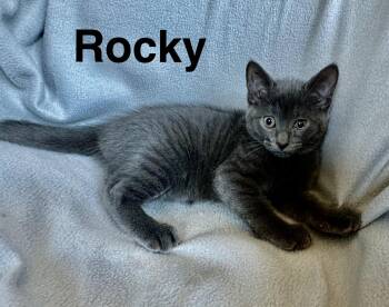 Rescue Russian Blue Cats for Adoption in NEW PT RICHEY, Florida - Rocky | PetCurious