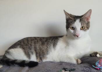 American Shorthair Cats Available for Adoption - TOMMY | PetCurious