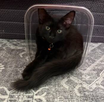 Raven -  Domestic Medium Hair Cat for Adoption in Youngtown, Arizona - Raven | PetCurious