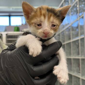 Domestic Short Hair Cats Available for Adoption in West Palm Beach, Florida - Pomni | PetCurious