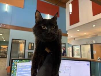 PLUM -  Domestic Long Hair Cat for Adoption in Rowlett, Texas - PLUM | PetCurious