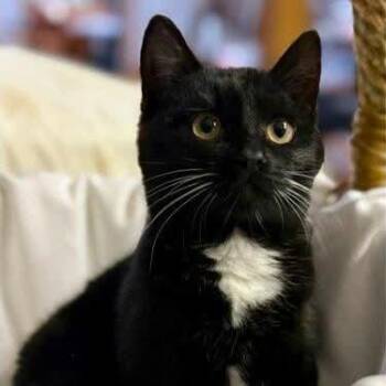 Domestic Short Hair Cats Available for Adoption - Bebe | PetCurious