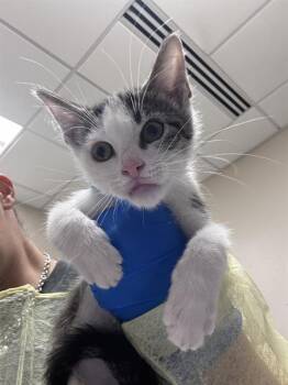 SIMON -  Domestic Short Hair Cat for Adoption in Las Vegas, Nevada - SIMON | PetCurious