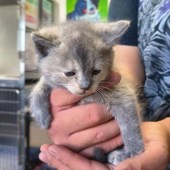 Dixie - Missy -  Domestic Short Hair Cat for Adoption in Moses Lake, Washington - Dixie - Missy | PetCurious