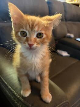 Orlando -  Domestic Short Hair Cat for Adoption in Cleveland, Ohio - Orlando | PetCurious