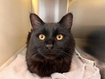 CALVIN -  Domestic Short Hair Cat for Adoption in Colorado Springs, Colorado - CALVIN | PetCurious