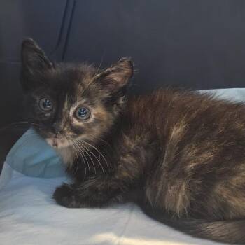 SSNC-Wildlife-72_2 -  Domestic Short Hair Cat for Adoption in Canton, North Carolina - SSNC-Wildlife-72_2 | PetCurious