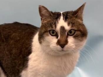 Domestic Short Hair Cats Available for Adoption - Delores | PetCurious