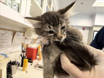 NIXIE -  Domestic Short Hair Cat for Adoption in Santa Fe, New Mexico - NIXIE | PetCurious