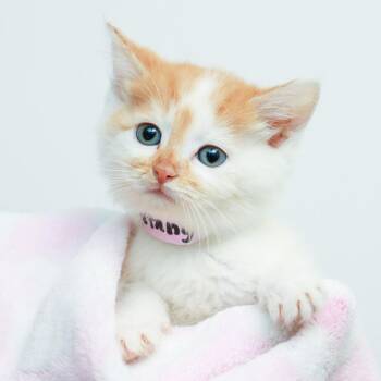 Mustang -  Domestic Short Hair Cat for Adoption in Hattiesburg, Mississippi - Mustang | PetCurious