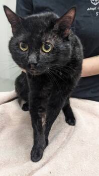 Rescue Domestic Short Hair Cats for Adoption in Cleveland, Ohio - Kia 16 | PetCurious