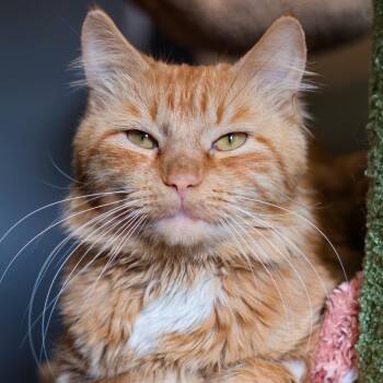 Biscuit -  Domestic Medium Hair Cat for Adoption in Port Washington, New York - Biscuit | PetCurious