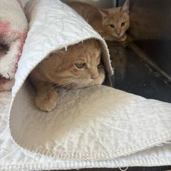 Rescue Domestic Short Hair Cats for Adoption in Canton, Illinois - Oscar | PetCurious