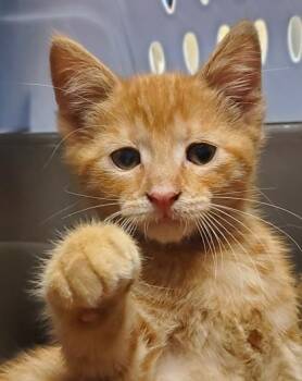 Domestic Short Hair Cats Available for Adoption in Kansas City, Missouri - Nemo | PetCurious