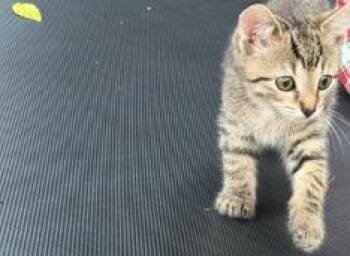 MUFFIN -  Domestic Short Hair Cat for Adoption in Charlotte, North Carolina - MUFFIN | PetCurious