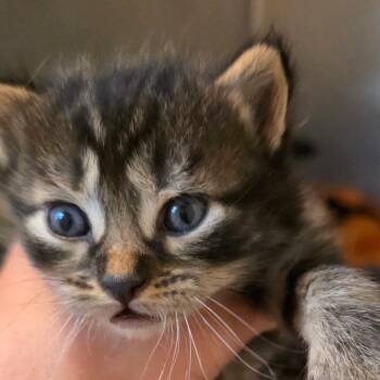 Cosmo -  Domestic Long Hair Cat for Adoption in Buellton, California - Cosmo | PetCurious
