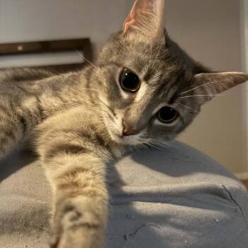 Domestic Short Hair Cats Available for Adoption in Elyria, Ohio - Lilly | PetCurious
