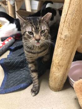 Rescue Domestic Short Hair Cats for Adoption in Knoxville, Tennessee - Mookie | PetCurious