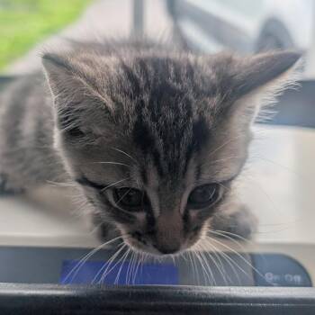 Domestic Short Hair Cats Available for Adoption in Jefferson City, Tennessee - Wesley | PetCurious