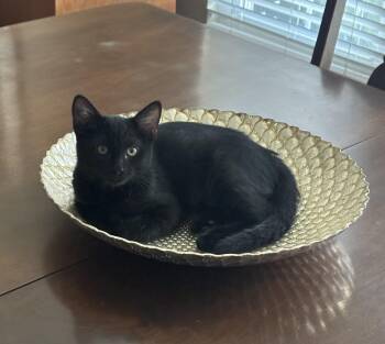 Ash -  Domestic Short Hair Cat for Adoption in Lodi, California - Ash | PetCurious