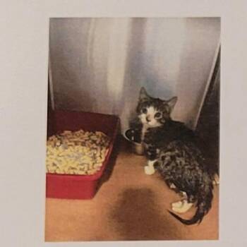 Seal -  Domestic Short Hair Cat for Adoption in Sandy Springs, Georgia - Seal | PetCurious