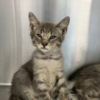 Cannoli -  Domestic Short Hair Cat for Adoption in Lansing, Michigan - Cannoli | PetCurious