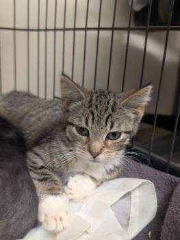 Destiny -  Domestic Short Hair Cat for Adoption in Plymouth, Connecticut - Destiny | PetCurious