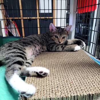 Penny -  Domestic Short Hair Cat for Adoption in Belfair, Washington - Penny | PetCurious