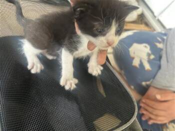 A656728 -  Domestic Short Hair Cat Available for Adoption in Houston, Texas - A656728 | PetCurious