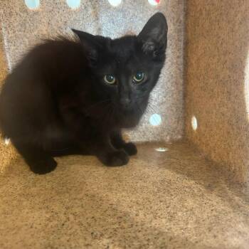 Feral_2 -  Domestic Short Hair Cat for Adoption in Carlyle, Illinois - Feral_2 | PetCurious