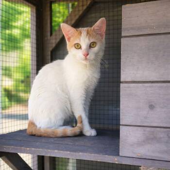 Domestic Short Hair Cats Available for Adoption in Miami, Oklahoma - Cream | PetCurious