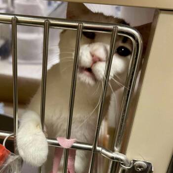 Rescue Domestic Short Hair Cats for Adoption in Brevard, North Carolina - Espresso | PetCurious