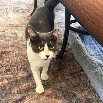 Caara -  Domestic Short Hair Cat for Adoption in Candler, North Carolina - Caara | PetCurious