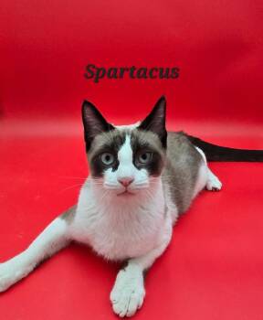 Rescue Siamese Cats for Adoption in San Jacinto, California - Spartacus | PetCurious