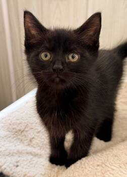 Linus -  Domestic Short Hair Cat for Adoption in Ona, West Virginia - Linus | PetCurious