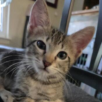 Preston -  Domestic Short Hair Cat for Adoption in Bulverde, Texas - Preston | PetCurious