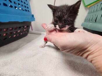 LEO -  Domestic Short Hair Cat for Adoption in Pensacola, Florida - LEO | PetCurious