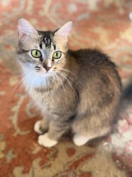 Clover -  Tabby Cat for Adoption in Allen, Texas - Clover | PetCurious