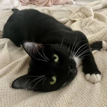 Rescue Tuxedo Cats for Adoption - Thumper | PetCurious