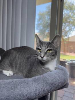 BAT -  Domestic Short Hair Cat for Adoption in Las Vegas, Nevada - BAT | PetCurious