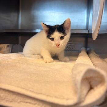 Primrose -  Domestic Short Hair Cat for Adoption in Bristol, Indiana - Primrose | PetCurious
