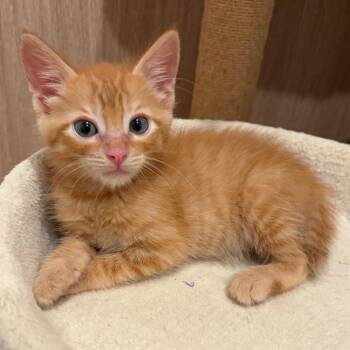 Jonathan -  Domestic Short Hair Cat for Adoption in Elfin Forest, California - Jonathan | PetCurious