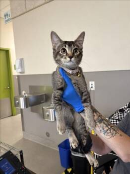 FRUIT NINJA -  Domestic Short Hair Cat for Adoption in Las Vegas, Nevada - FRUIT NINJA | PetCurious