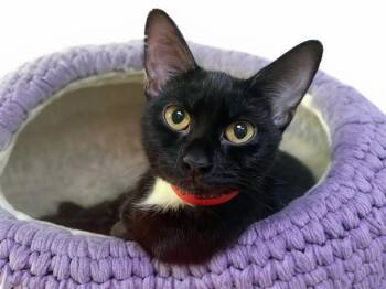 WAFFLE -  Domestic Short Hair Cat for Adoption in Fort Lauderdale, Florida - WAFFLE | PetCurious
